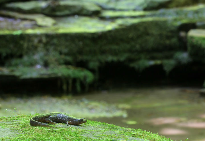 Dusky Salamander